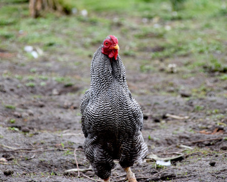  Plymouth Rock Chicken 