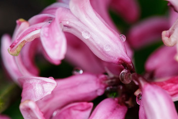 A drop of water on terry hyacinth flowers in spring in the garden.