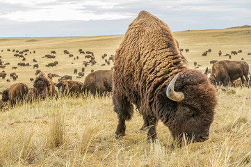 Buffalo In A Field With Herd © Bob