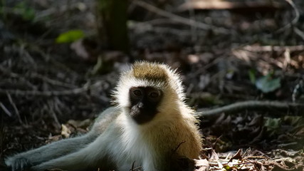 long tailed macaque