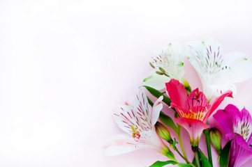 Beautiful Alstroemeria flowers. Pink flowers and green leaves on pink background. Peruvian Lily.