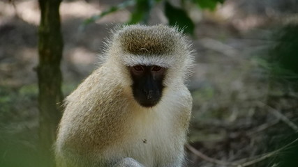 Monkey