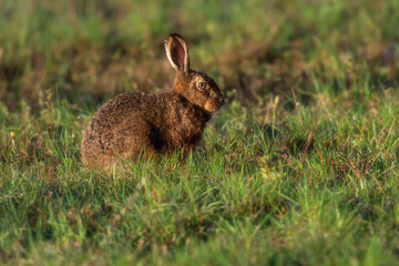 Brown hare sits in morning sunlight in meadow. Side view.