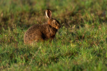 Brown hare sits in morning sunlight in meadow. Side view.