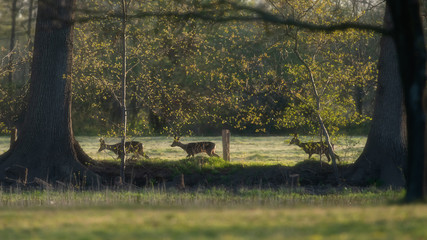 Three roe deer walking in meadow behind trees in early spring.