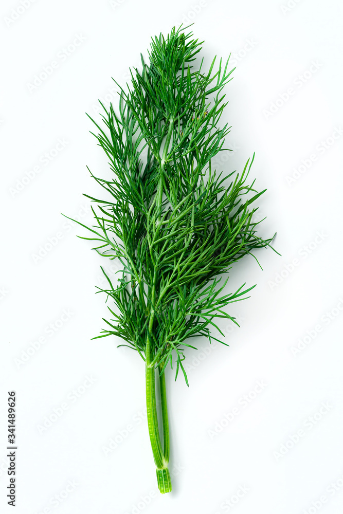 Sticker fresh dill on white background