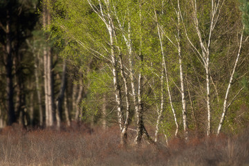 Birch trees with fresh leaves in heather landscape during spring.