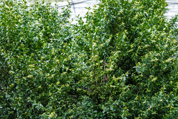Boxwood is blooming. Big bushes. Bloom. B xus