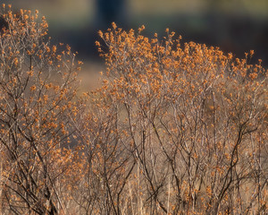 Bushes with brown colored leaves in morning sunlight.