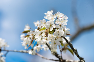 Cherry branch. Blooming white flowers. The blue sky on background. Cherry Blossoms.
