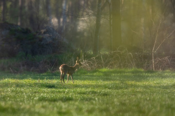 Naklejka na ściany i meble Young roe deer buck in meadow during golden hour in spring.