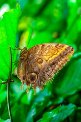 Fototapeta premium Closeup beautiful butterfly in a summer garden