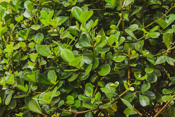green leaves background