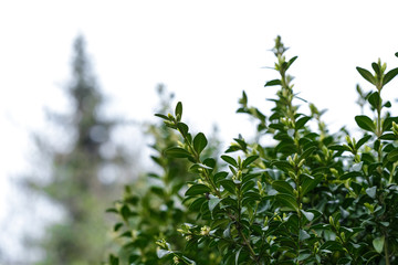 Boxwood is blooming. Big bushes. Bloom. B xus