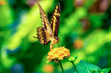 Closeup beautiful butterfly in a summer garden
