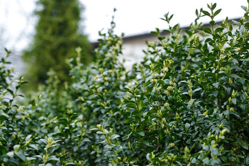 Boxwood is blooming. Big bushes. Bloom. B xus