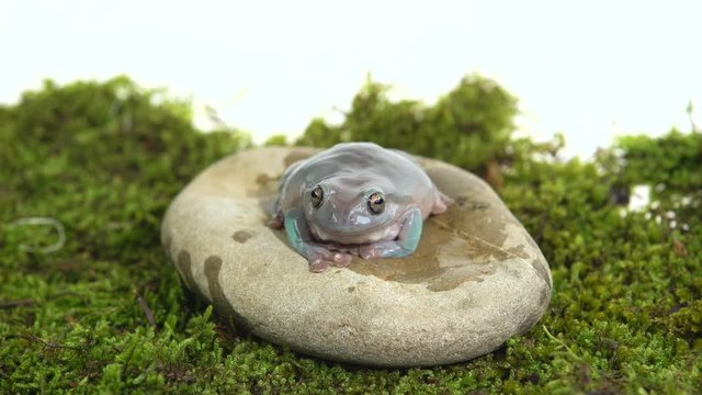 Australian Green Tree Frog sitting on a stone on green moss in white background.
