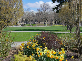 Daffodils blooming in springtime with generic gothic style college buildings in the background