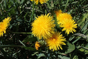 Dandelion