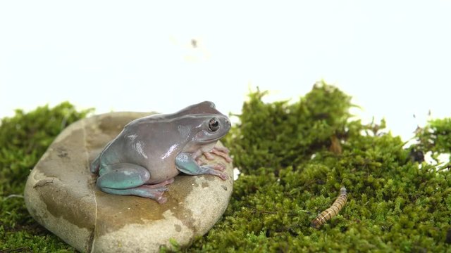 Australian Green Tree Frog sitting on a stone on green moss in white background.