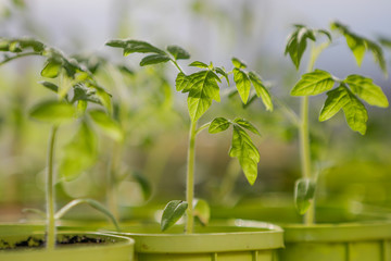 Tomato seedling growing in a plastic container