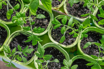 Tomato seedling growing in a plastic container