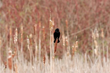 Male Red-winged  blackbirds calling out across the marsh and displaying beautiful red plumage on...