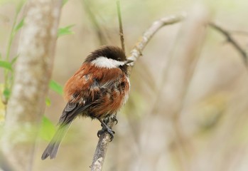 Chestnut-backed Chickadee, 