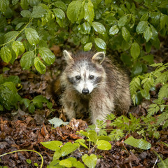 Raton laveur qui sort des bois