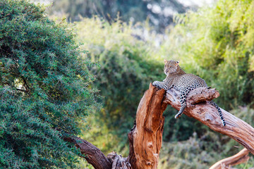 Leopard on a tree