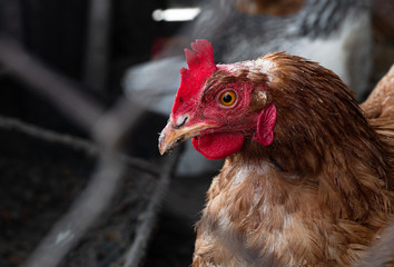 Homemade chicken close-up. Spotted chicken on the farm, poultry and in the household concept. Chicken in the chicken coop.