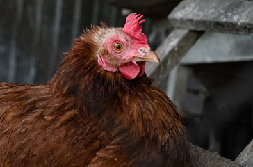 Homemade chicken close-up. Spotted chicken on the farm, poultry and in the household concept. Chicken in the chicken coop.