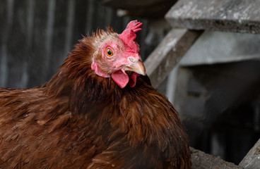 Homemade chicken close-up. Spotted chicken on the farm, poultry and in the household concept. Chicken in the chicken coop.