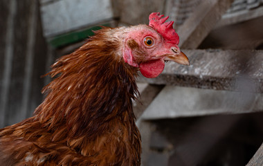 Homemade chicken close-up. Spotted chicken on the farm, poultry and in the household concept. Chicken in the chicken coop.
