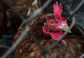 Homemade chicken close-up. Spotted chicken on the farm, poultry and in the household concept. Chicken in the chicken coop.