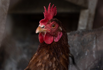Homemade chicken close-up. Spotted chicken on the farm, poultry and in the household concept. Chicken in the chicken coop.