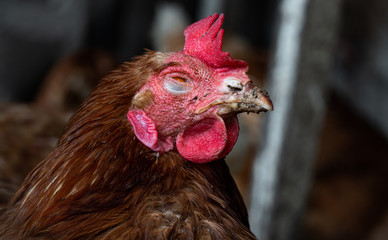 Homemade chicken close-up. Spotted chicken on the farm, poultry and in the household concept. Chicken in the chicken coop.