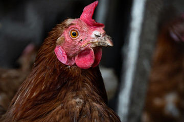 Homemade chicken close-up. Spotted chicken on the farm, poultry and in the household concept. Chicken in the chicken coop.