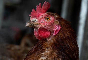 Homemade chicken close-up. Spotted chicken on the farm, poultry and in the household concept. Chicken in the chicken coop.