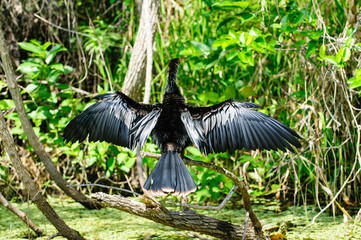 Anhinga