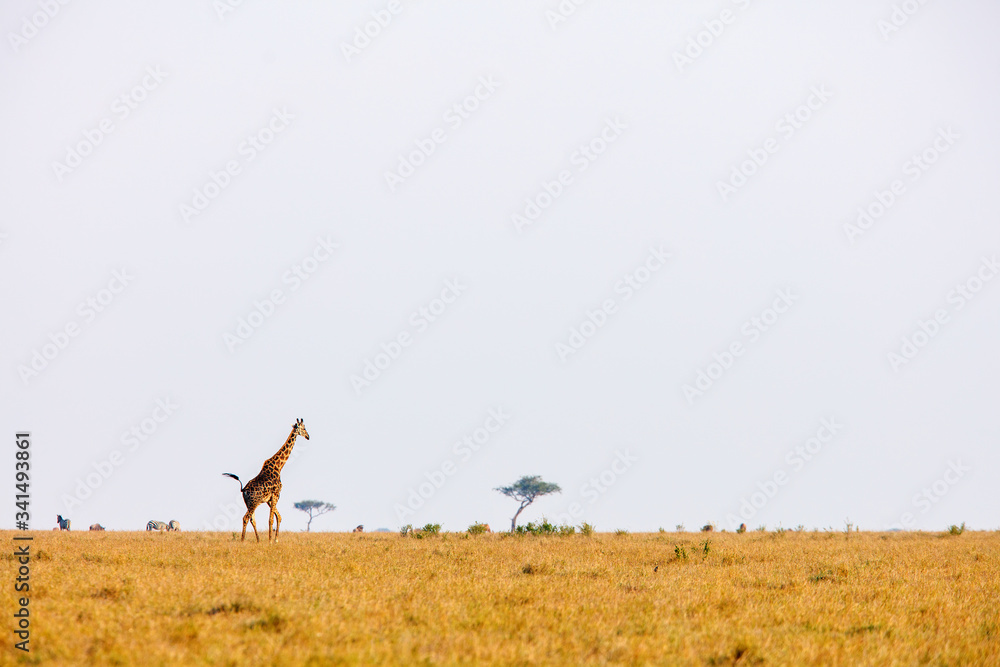 Wall mural Giraffe in safari park