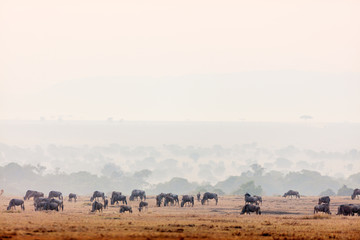 Great migration in Kenya