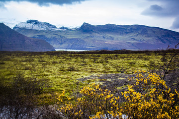 Bush with Yellow Leaves and Tundra Lead up to a Massive Glacier in Skaftafell National Park, Iceland