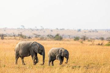 Fototapeta premium Elephants in Africa
