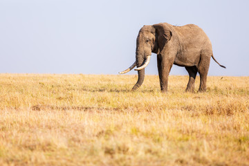Fototapeta premium Elephant in safari park