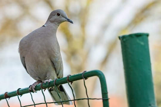 Close up portrait of a grey Eurasian collared dove with red eye perching on a green wire mesh. Blurry background with tree and blue sky.
