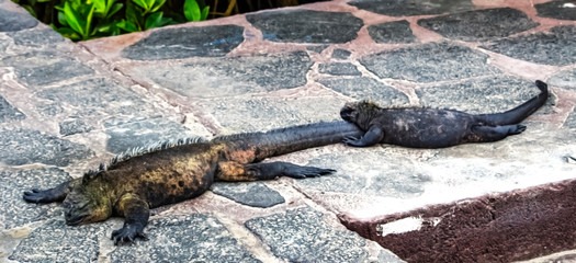 Galapagos marine iguanas on sidewalk, Isabela, Ecuador, Pacific Ocean, coast, island, exotic,