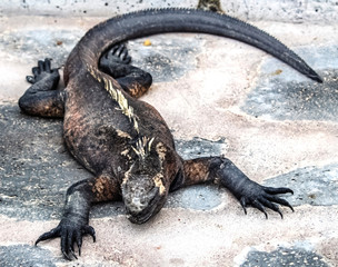  Galapagos marine iguana, Isabela, male, island, Pacific Ocean, Ecuador, sidewalk, marine, 