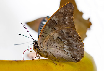 Various butterflies feed in the Butterfly House   © blackdiamond67