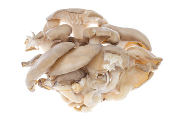 Gray fresh oyster mushrooms isolated on white background.